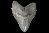 Serrated Monster Megalodon Tooth - Massive! #76662-2